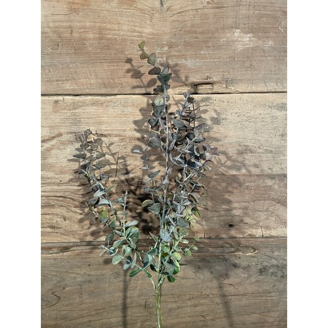 Eucalyptus "Spray" 65 cm - rood groen