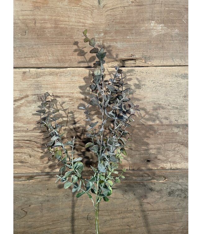 Eucalyptus "Spray" 65 cm - rood groen