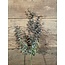 ## Eucalyptus "Spray" 65 cm - rood groen