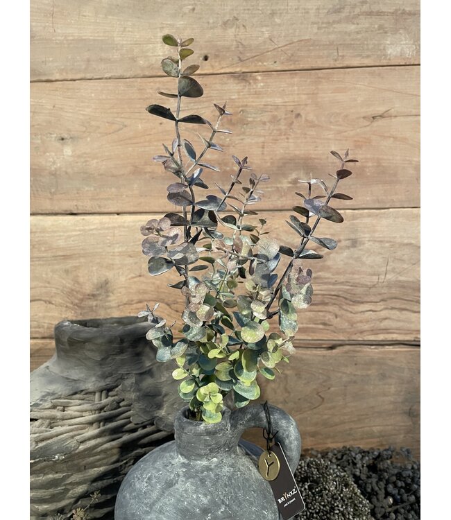 Eucalyptus "Spray" 65 cm - rood groen