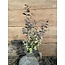 ## Eucalyptus "Spray" 65 cm - rood groen