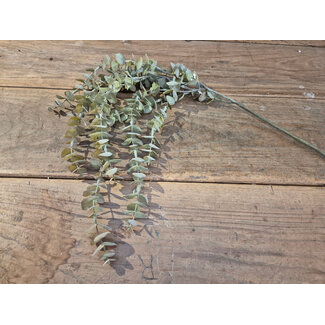 # Eucalyptus hanger brons M