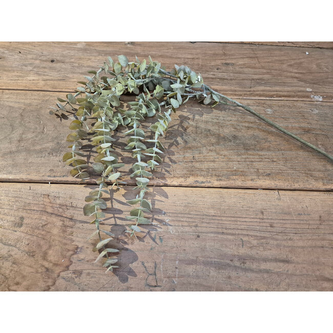 # Eucalyptus hanger brons M