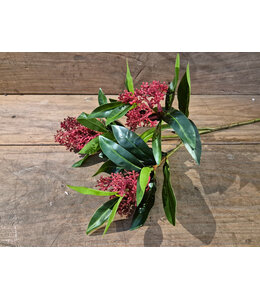 Skimmia Bush - red - 48 cm