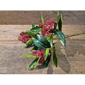 ## Skimmia Bush - red - 48 cm