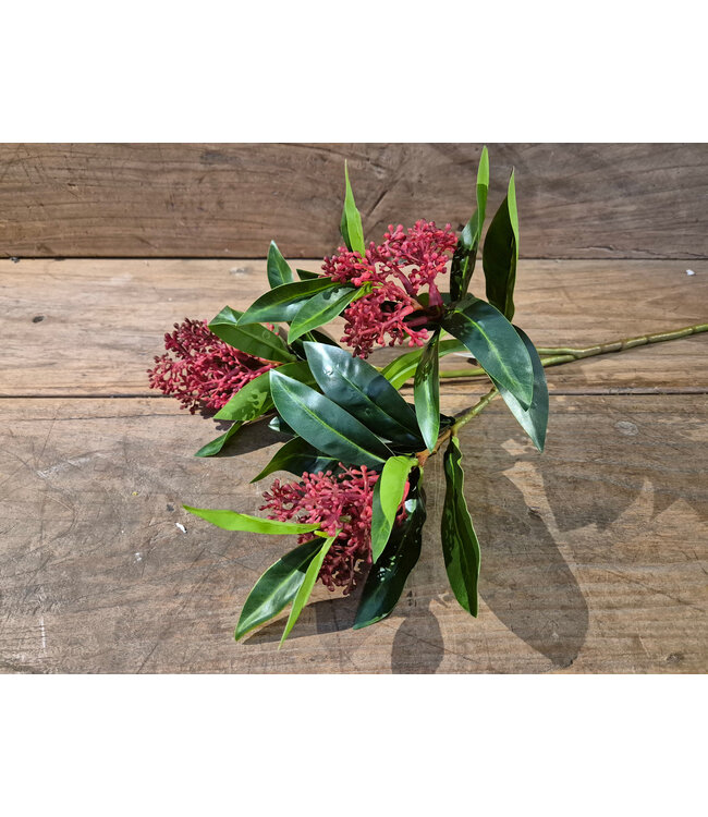 Skimmia Bush - red - 48 cm
