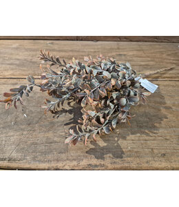 # Boxwood bush - 41 cm - rood bruin