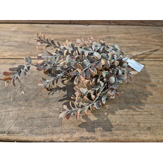 ## Boxwood bush - 41 cm - rood bruin
