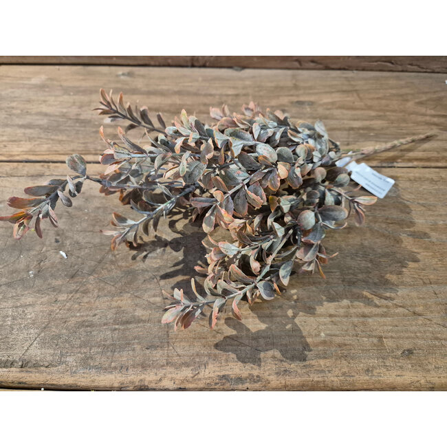 ## Boxwood bush - 41 cm - rood bruin