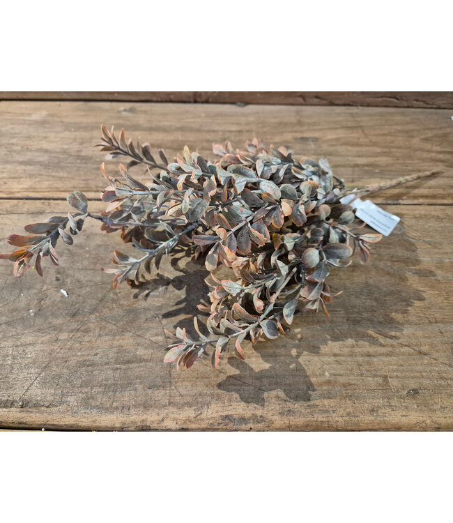 # Boxwood bush - 41 cm - rood bruin