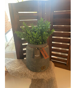 Boxwood Bush 30cm - groen