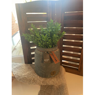 # Boxwood Bush 30cm - groen