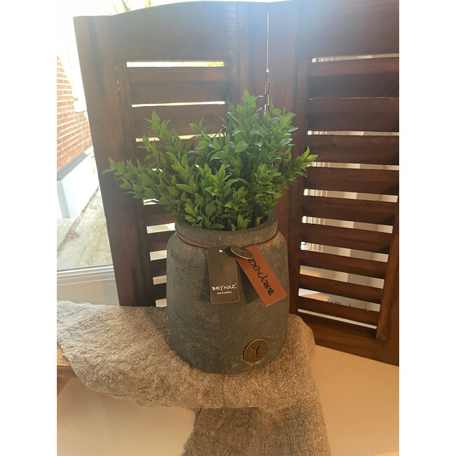 # Boxwood Bush 30cm - groen