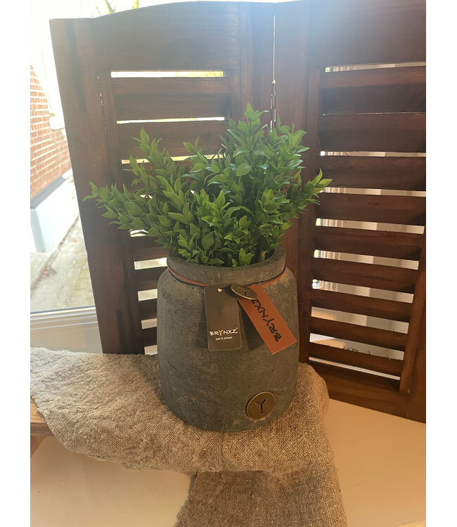 Boxwood Bush 30cm - groen