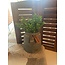 # Boxwood Bush 30cm - groen