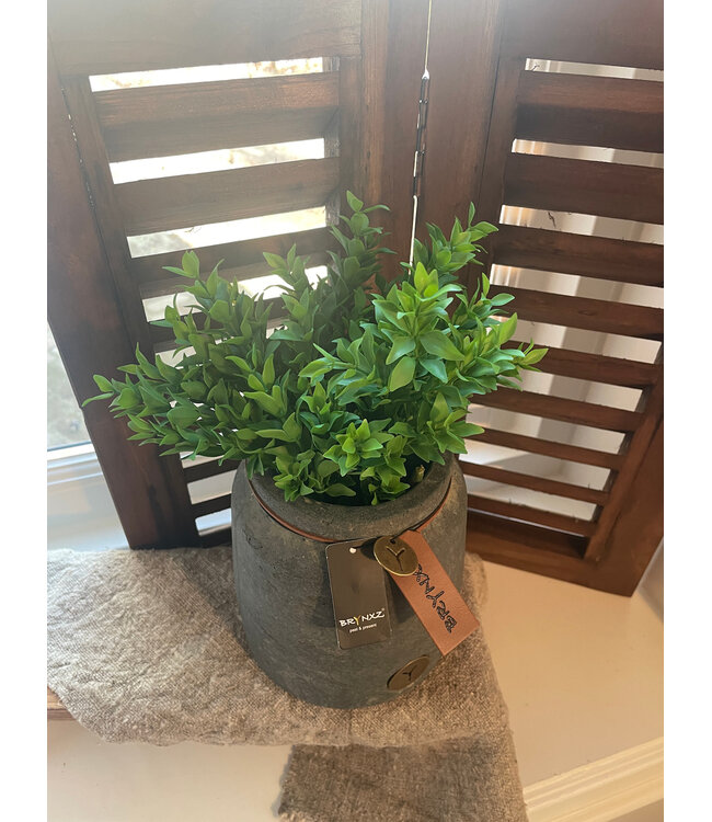 Boxwood Bush 30cm - groen