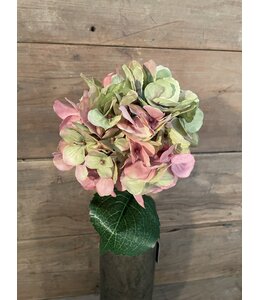 @ Hydrangea Stem 70cm - hortensia - roze/groen