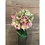 ## Hydrangea Stem 70cm - hortensia - roze/groen