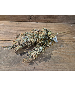 Boxwood bush - 41 cm - bruin groen