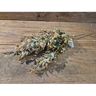 ## Boxwood bush - 41 cm - bruin groen