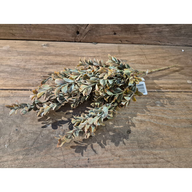## Boxwood bush - 41 cm - bruin groen