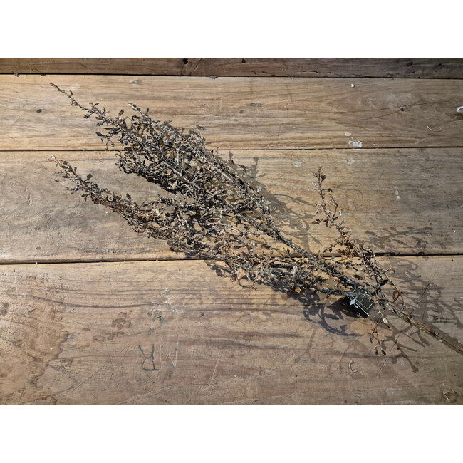 ## Kunsttak Corokia L - bruin Sobere tak - 100 cm