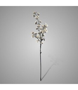 # Witte ganzerik - Potentilla 102 cm