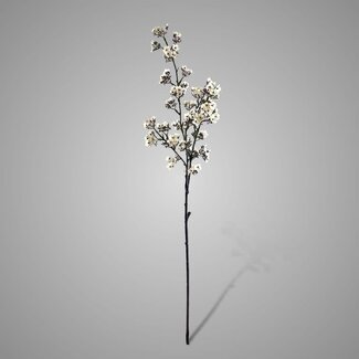 ## Witte ganzerik - Potentilla 102 cm