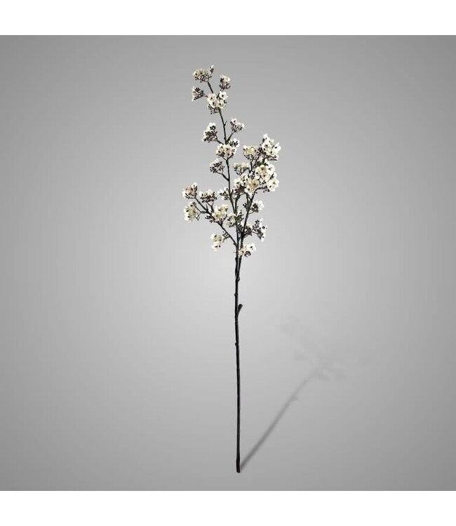 # Witte ganzerik - Potentilla 102 cm