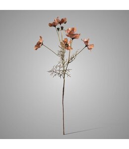 @ Cornus Kousa Ant. Brown 67 cm