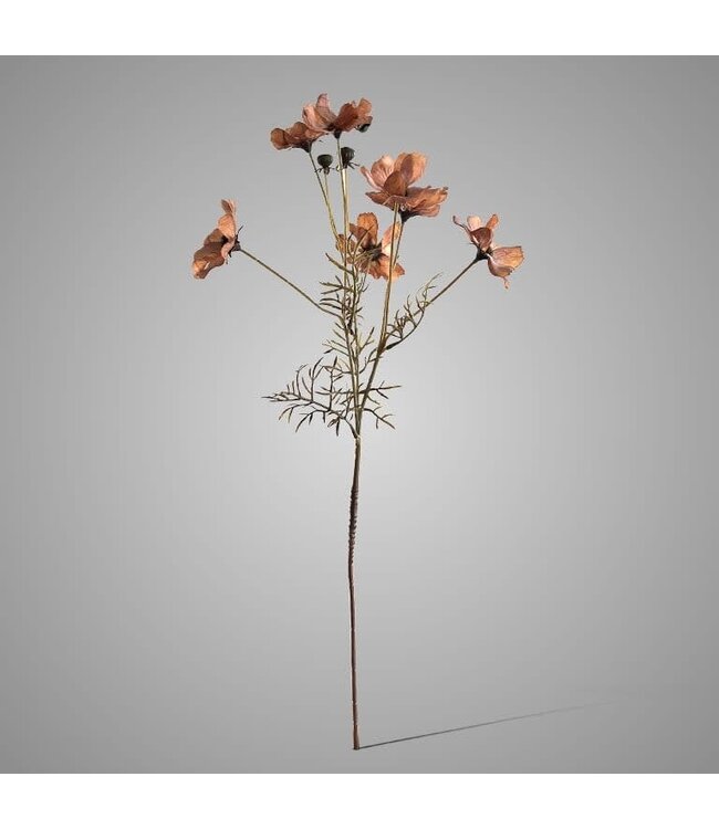 # Cornus Kousa Ant. Brown 67 cm