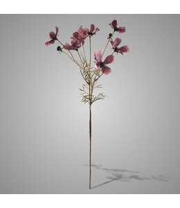 # Cornus Kousa Aubergine 67 cm