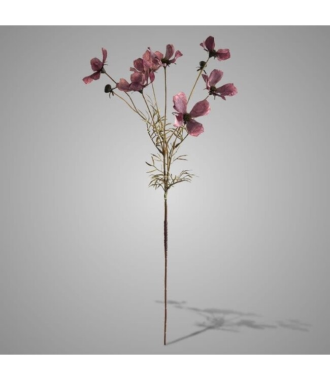 # Cornus Kousa Aubergine 67 cm
