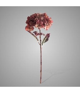# Hydrangea Coffee Orange 70 cm