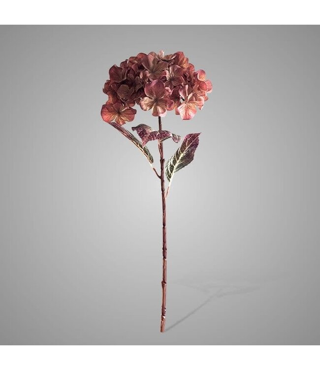 # Hydrangea Coffee Orange 70 cm