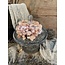 # Glazen stolp op houten voet 20 cm - S