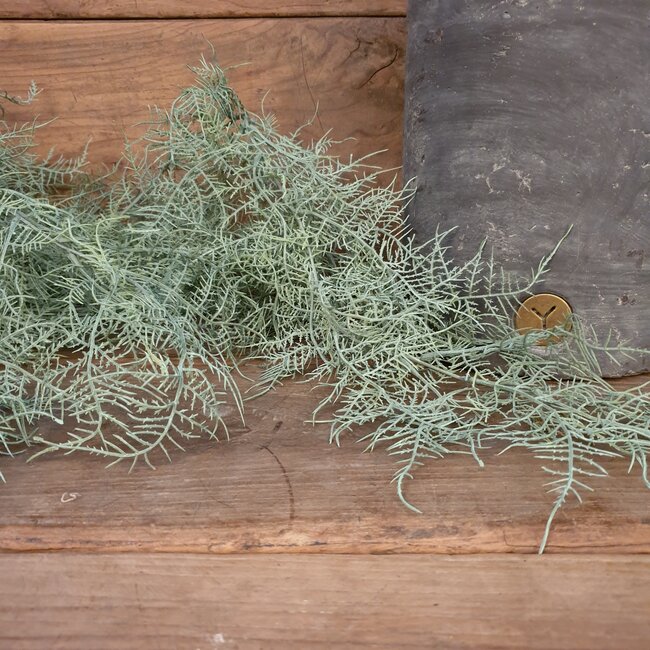 # Asparagus flocked - kunst - 100 cm