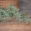 # Asparagus flocked - kunst - 100 cm