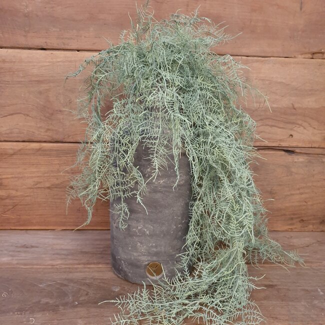 # Asparagus flocked - kunst - 100 cm