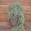 # Asparagus flocked - kunst - 100 cm