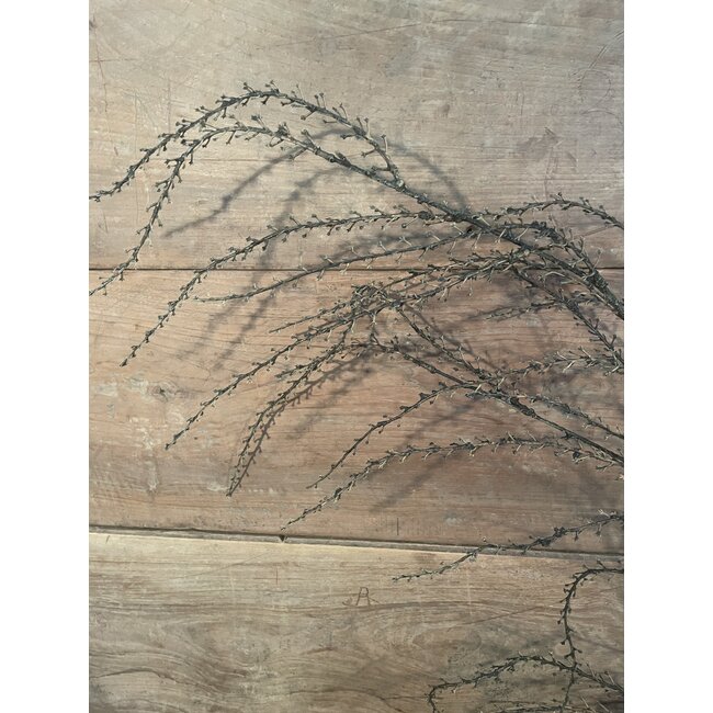 Countryfield ## Euphorbia groen-L137B10H10CM