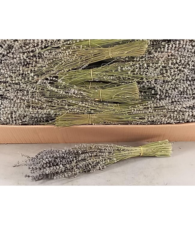 # Lavendel bos ca. 45cm 100gram