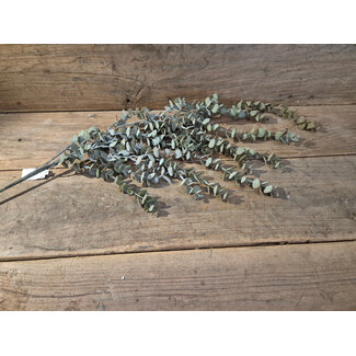 # Eucalyptus hanger brons L