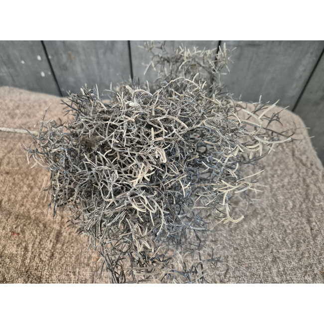 Countryfield ## Tak/bos grijze tilandsia - ca. 30 cm