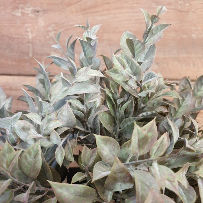 # LAURO BUSH BRONZE 35 cm