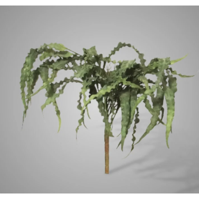 ## Eucalyptus Bush Carved 35 cm