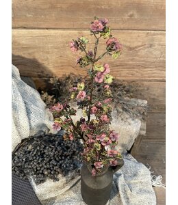 @ Paarse Ganzerik - Potentilla 102 cm