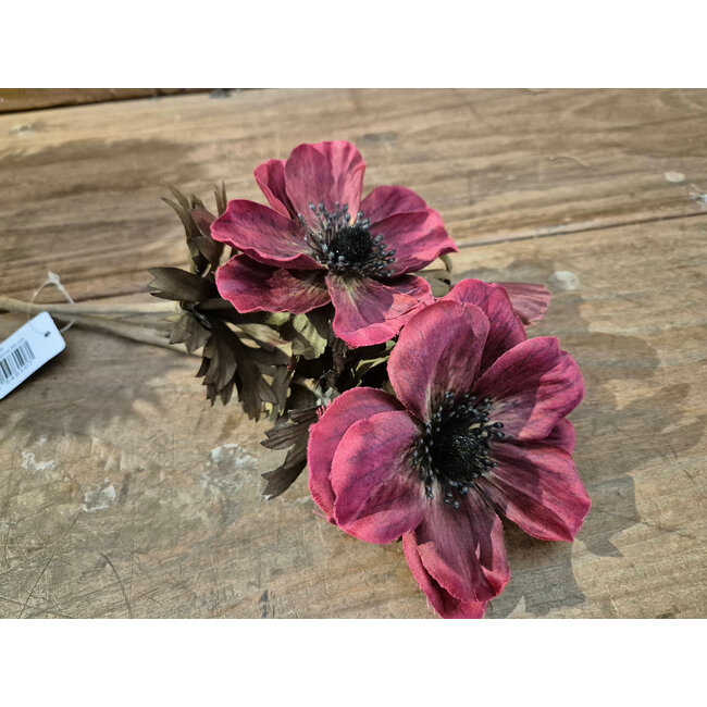 # Anemone Aubergine 56 cm