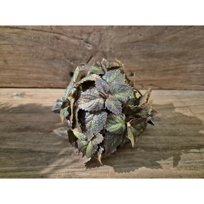 Countryfield Kunstdeco bol Plectranthus S groen-L10B10H10CM