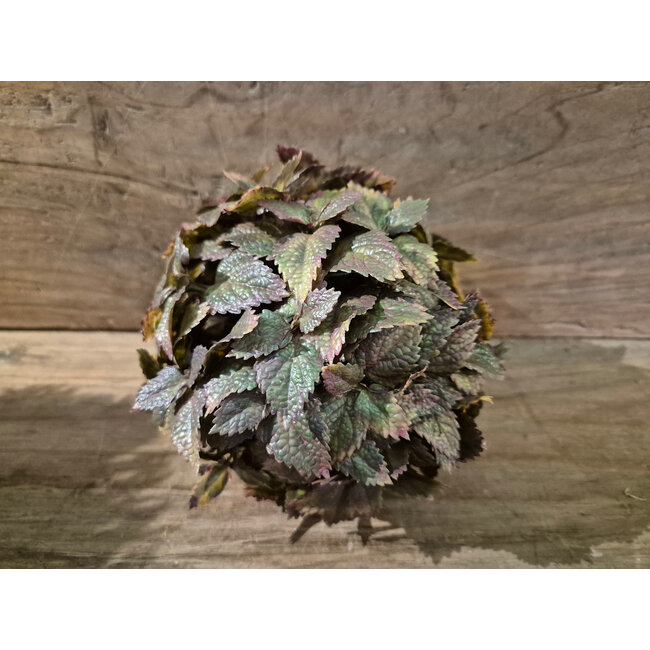 Countryfield Kunstdeco bol Plectranthus M groen-L15B15H15CM
